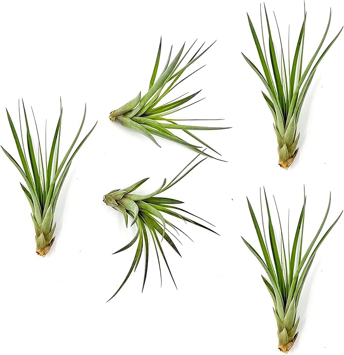 Air Plants - Tillandsia Fasciculata Tricolor, Large 4-6" - 5ct - Live Arrival Guaranteed - House Plants for Home Decor &amp; Gift