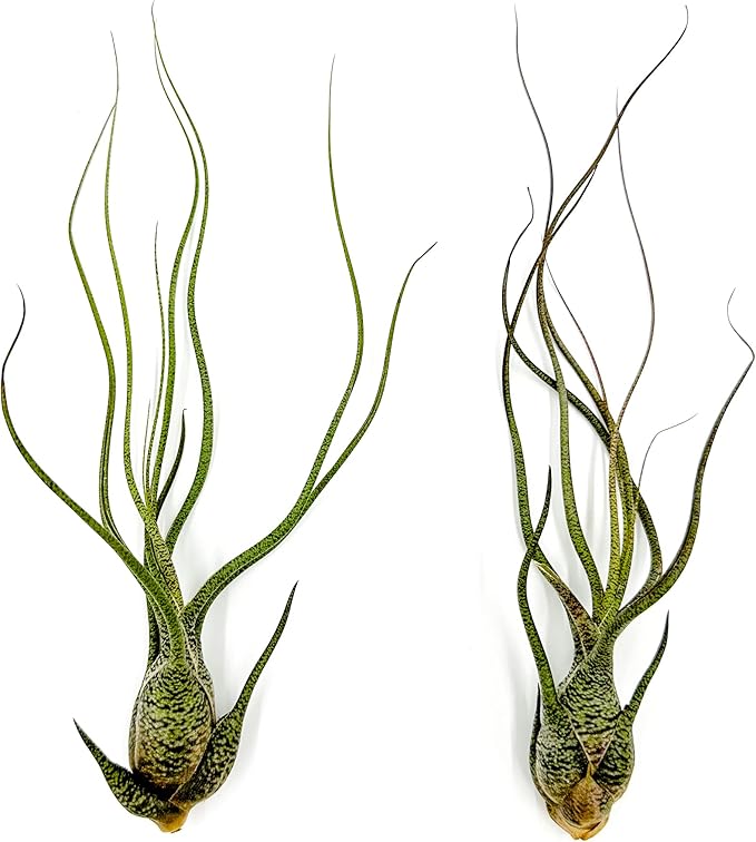 Live Air Plants - Tillandsia Butzii, Jumbo 7-9" - 2ct - Live Arrival Guaranteed - House Plants for Home Decor &amp; Gift