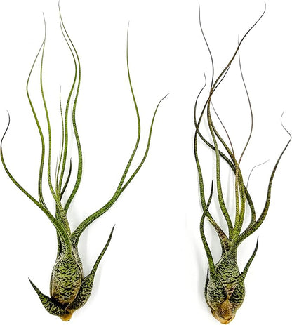 Live Air Plants - Tillandsia Butzii, Jumbo 7-9" - 2ct - Live Arrival Guaranteed - House Plants for Home Decor &amp; Gift