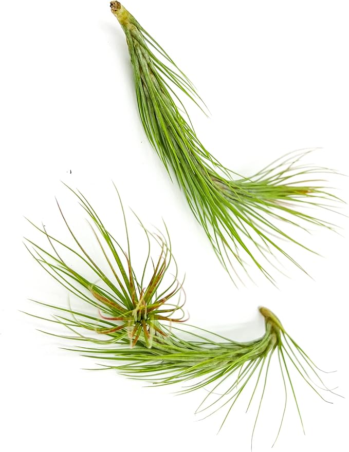 Air Plants - Tillandsia Funckiana Hybrid, Large 5-7" - 2ct - Live Arrival Guaranteed - House Plants for Home Decor &amp; Gift