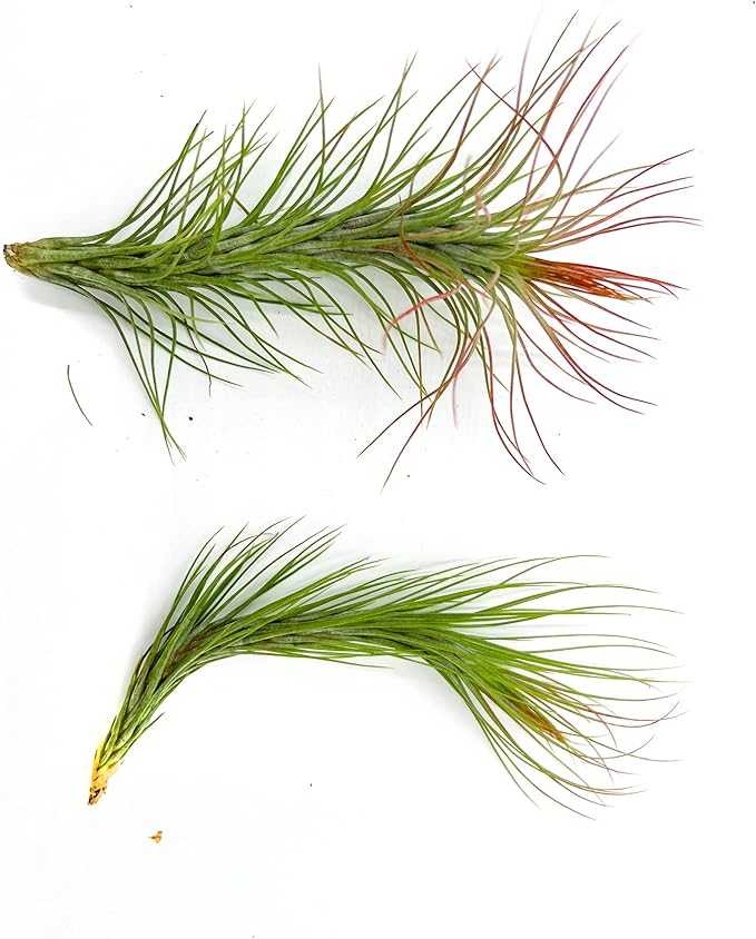 Air Plants - Tillandsia Funckiana Hybrid, Large 5-7" - 2ct - Live Arrival Guaranteed - House Plants for Home Decor &amp; Gift