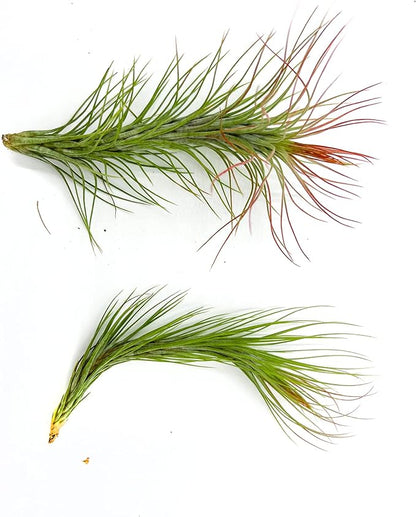 Air Plants - Tillandsia Funckiana Hybrid, Large 5-7" - 2ct - Live Arrival Guaranteed - House Plants for Home Decor &amp; Gift