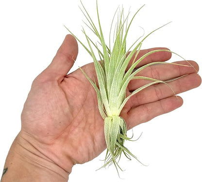 Live Air Plant - Tillandsia Gardneri 5-7” - ragnaroc Rare Collectors Indoor Tropical Plant - Live Arrival Guaranteed - House Plants for Home Decor &amp; Gift