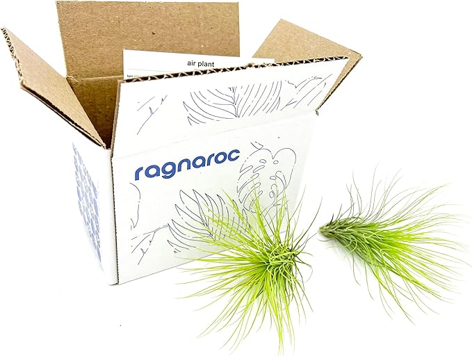 Air Plants - Tillandsia Andreana, Large 4-6" - 2ct - Live Arrival Gauranteed - House Plants for Home Decor &amp; Gift
