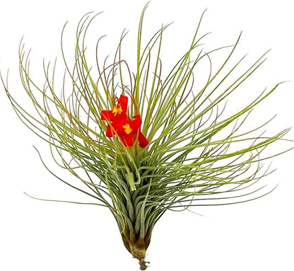 Air Plants - Tillandsia Andreana, Large 4-6" - 2ct - Live Arrival Gauranteed - House Plants for Home Decor &amp; Gift
