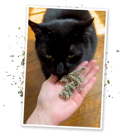 Meowijuana | Dried Catnip Buds Jar | Premium Organic Catnip | Grown in North America | Perfect for Cat Toys | Fresh Catnip for Extended Playtime | Elevate Your Cat&
