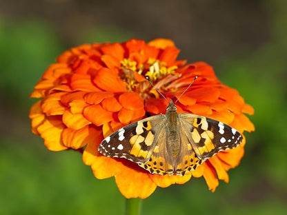 Insect Lore Butterfly Farm - Live Cup of 5 Caterpillars, Reusable Habitat, STEM Butterfly Activity Journal &amp; Supplies - Grow, Observe and Release Painted Lady Butterflies