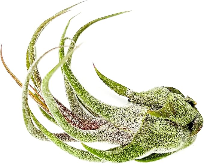 Air Plants - Tillandsia Pruinosa, Large 3-5" - 2ct - Live Arrival Guaranteed - House Plants for Home Decor &amp; Gift