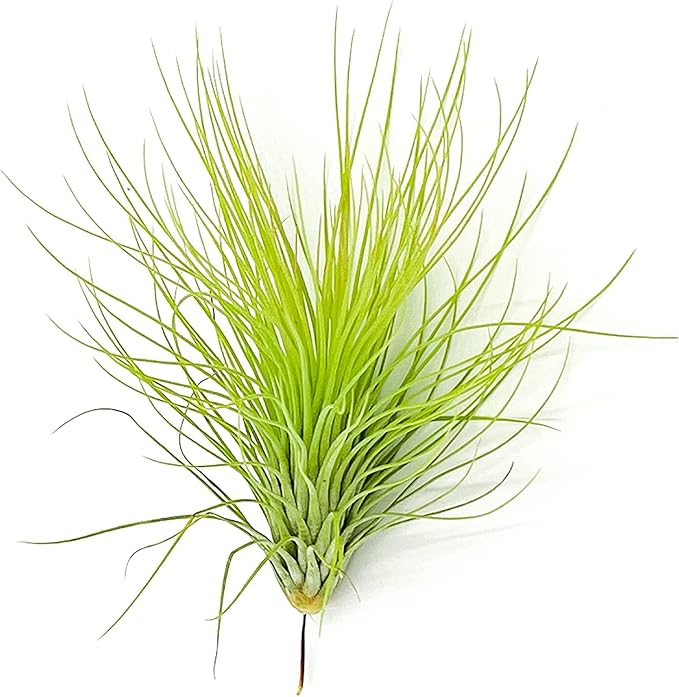 Air Plants - Tillandsia Andreana, Large 4-6" - 5ct - Live Arrival Gauranteed - House Plants for Home Decor &amp; Gift