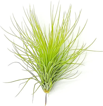 Air Plants - Tillandsia Andreana, Large 4-6" - 3ct - Live Arrival Gauranteed - House Plants for Home Decor &amp; Gift