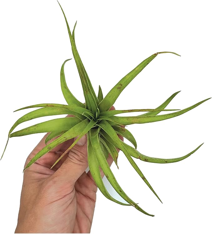 Air Plants - Tillandsia Brachycaulos Multiflora, Jumbo 5-7" - 1 ct - Live Arrival Guaranteed - House Plants for Home Decor &amp; Gift