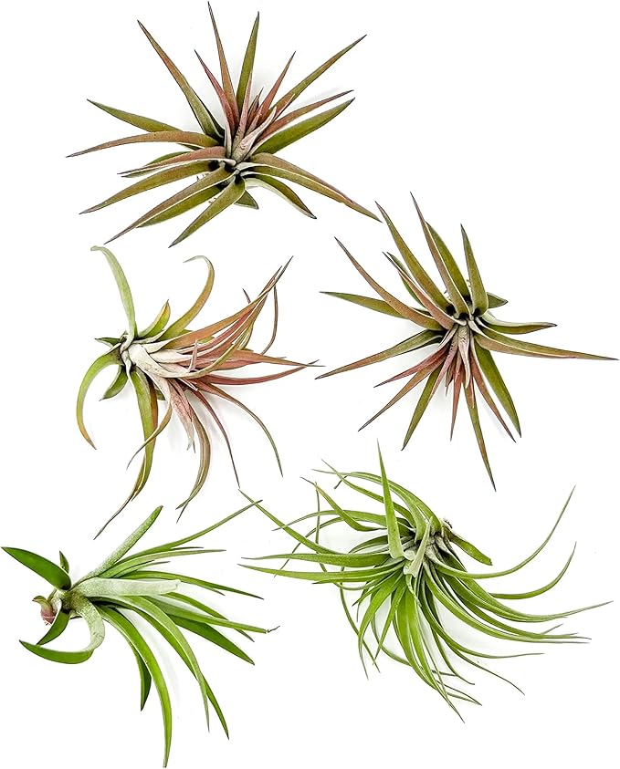 Air Plants - Tillandsia Brachycaulos Abdita, Large 4-6" - 5 ct - Live Arrival Guaranteed - House Plants for Home Decor &amp; Gift