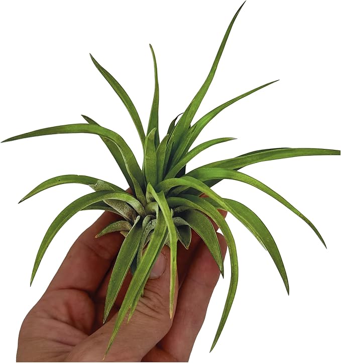 Air Plants - Tillandsia Brachycaulos Abdita, Large 4-6" - 2 ct - Live Arrival Guaranteed - House Plants for Home Decor &amp; Gift