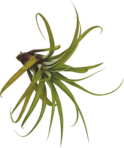 Air Plants - Tillandsia Capitata (Peach), Large 5-7” - 5 ct - Live Arrival Guaranteed - House Plants for Home Decor &amp; Gift