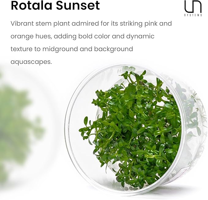 Ultum Nature Systems Live Tissue Culture - Rotala &