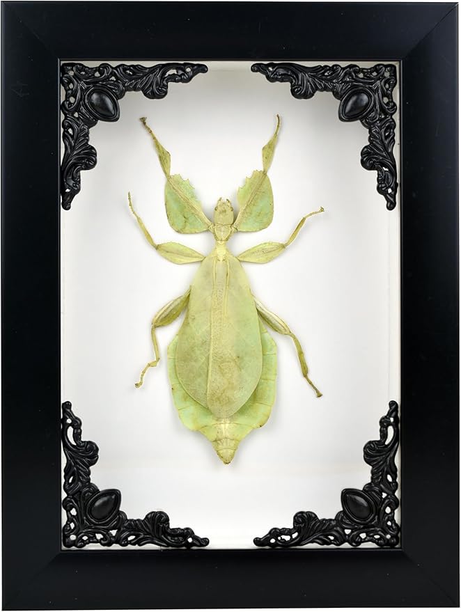 Tarantula or Leaf Insect in Gothic Shadow Box Frame | Mexican Gothic Taxidermy | Witch &amp; Halloween Décor for Bedroom | Goth Home Décor (Leaf Insect)