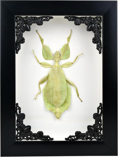 Tarantula or Leaf Insect in Gothic Shadow Box Frame | Mexican Gothic Taxidermy | Witch &amp; Halloween Décor for Bedroom | Goth Home Décor (Leaf Insect)