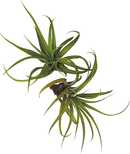 Air Plants - Tillandsia Capitata (Peach), Large 5-7” - 2 ct - Live Arrival Guaranteed - House Plants for Home Decor &amp; Gift