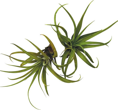 Air Plants - Tillandsia Capitata (Peach), Large 5-7” - 1 ct - Live Arrival Guaranteed - House Plants for Home Decor &amp; Gift