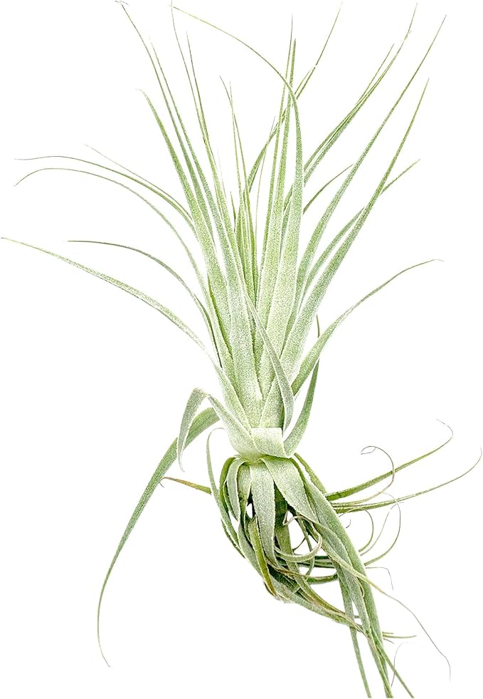 Live Air Plant - Tillandsia Gardneri 5-7” - ragnaroc Rare Collectors Indoor Tropical Plant - Live Arrival Guaranteed - House Plants for Home Decor &amp; Gift
