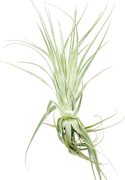 Live Air Plant - Tillandsia Gardneri 5-7” - ragnaroc Rare Collectors Indoor Tropical Plant - Live Arrival Guaranteed - House Plants for Home Decor &amp; Gift
