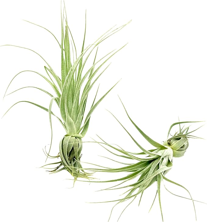 Live Air Plant - Tillandsia Gardneri 5-7” - ragnaroc Rare Collectors Indoor Tropical Plant - Live Arrival Guaranteed - House Plants for Home Decor &amp; Gift