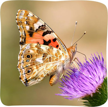 Insect Lore Butterfly Garden Kit – 10 Live Caterpillars, Habitat, STEM Journal, 2 Chrys-a-lid Holding Logs &amp; Feeder – Grow &amp; Release Painted Lady Butterflies – Educational Science Toy