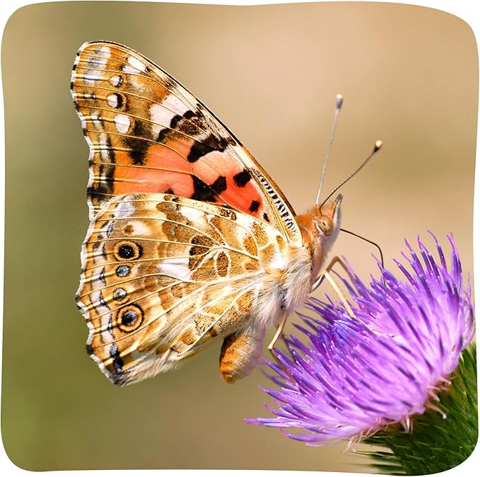 Insect Lore Butterfly Garden Kit with Live Caterpillars – Grow 10 Painted Lady Butterflies | STEM Learning Activity, Habitat with Journal, Stickers, Seeds &amp; Figurines | As Seen on TV