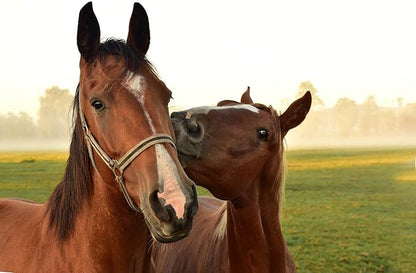 Horsemen&