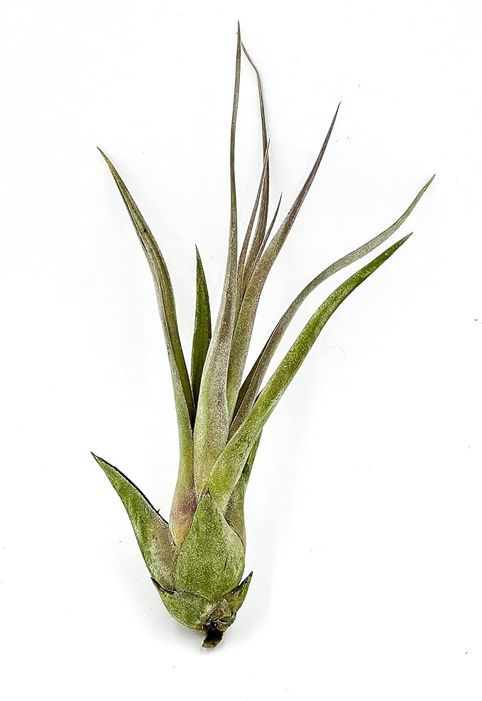 Live Air Plant – Tillandsia Capiput, Jumbo 6-9” - 5 ct - Live Arrival Guaranteed - House Plants for Home Decor &amp; Gift