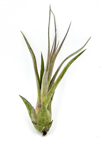 Live Air Plant – Tillandsia Capiput, Jumbo 6-9” - 5 ct - Live Arrival Guaranteed - House Plants for Home Decor &amp; Gift