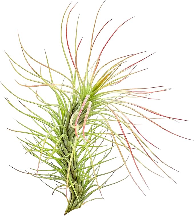 Air Plants - Tillandsia Funckiana, Large 5" - 5ct - Live Arrival Guaranteed - House Plants for Home Decor &amp; Gift