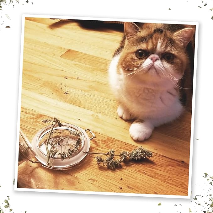Meowijuana | Dried Catnip Buds Jar | Premium Organic Catnip | Grown in North America | Perfect for Cat Toys | Fresh Catnip for Extended Playtime | Elevate Your Cat&