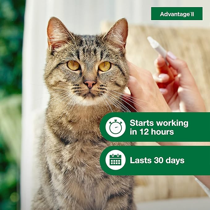 Advantage II Large Cat Vet-Recommended Flea Treatment &amp; Prevention | Cats Over 9 lbs. | 6-Month Supply