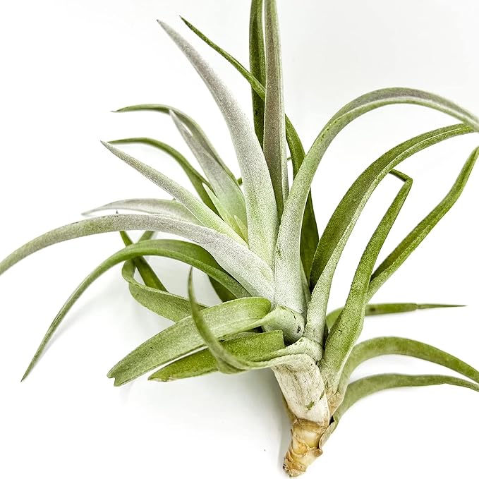 Air Plants - Tillandsia Cacticola, Jumbo 6-9" - 1ct - Live Arrival Guaranteed - House Plants for Home Decor &amp; Gift