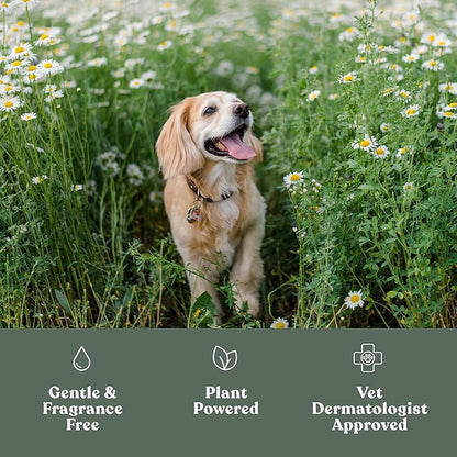Dandylion Clean Paws No-Rinse Foaming Cleanser Refill – Gentle, Fragrance-Free, pH-Balanced for Dogs, 10 fl oz