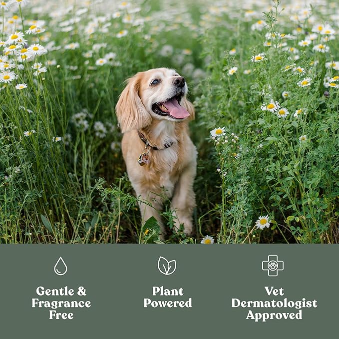 Dandylion Soft Paws | Paw Lotion with Brush | Dog Paw Balm Hydrating Alternative | Vet-Approved, Lick-Safe &amp; Fragrance-Free | pH-Balanced for Itchy, Dry, Cracked Paws, Small &amp; Large Dogs 0.6 fl oz