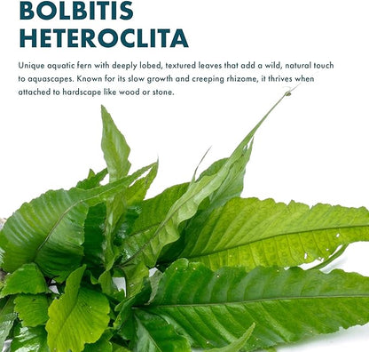 Live Plants - El Niño Fern (Bolbitis heteroclita) - Midground to Background Epiphytic Rhizome for Low to Medium Light Aquascapes - Dark Green, Slow-Growing Accent - Pot