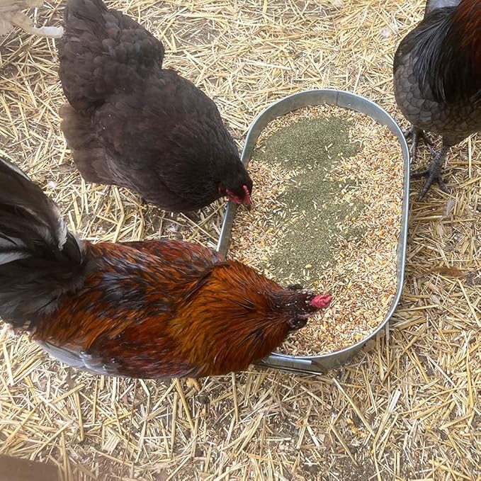 Organic Kelp for Chickens &amp; Duck Feed (1 Pound): Chicken Vitamins | Chicken Supplements | Vitamins for Chickens | Pampered Chicken Mama