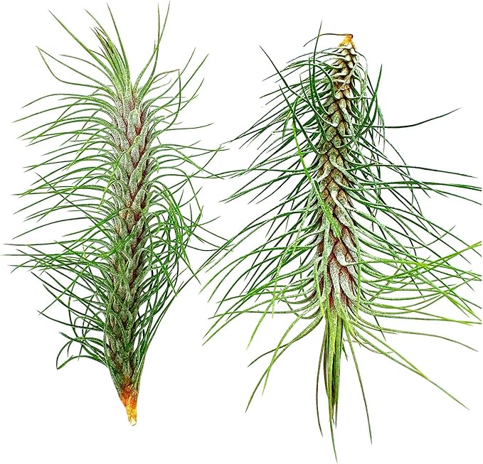 Air Plants - Colombian Tillandsia Funckiana, Large 5" - 2ct - Live Arrival Guaranteed - House Plants for Home Decor &amp; Gift