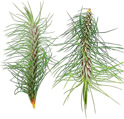 Air Plants - Colombian Tillandsia Funckiana, Large 5" - 2ct - Live Arrival Guaranteed - House Plants for Home Decor &amp; Gift