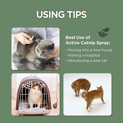 JAYU PET Active Catnip Spray - High Potency Transparent Liquid Spray made of Fresh Organic Catnip for Indoor Cats and Kittens, Relieves Stress, Calming, Revives Toys (1fl oz) (Catnip Spray, 1fl oz)