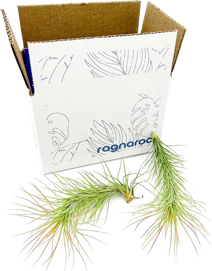 Air Plants - Tillandsia Funckiana, Large 5" - 2ct - Live Arrival Guaranteed - House Plants for Home Decor &amp; Gift