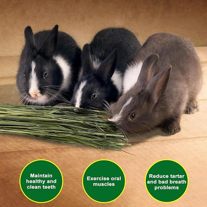 Premium Oat Hay for Pets - Dust Free Natural Green Fresh Pet Food Hay for Rabbits, Guinea Pigs, Chinchillas, Hamsters &amp; Gerbils - 2.2lbs