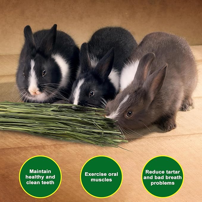 Premium Oat Hay for Pets - Dust Free Natural Green Fresh Pet Food Hay for Rabbits, Guinea Pigs, Chinchillas, Hamsters &amp; Gerbils - 1.1lbs