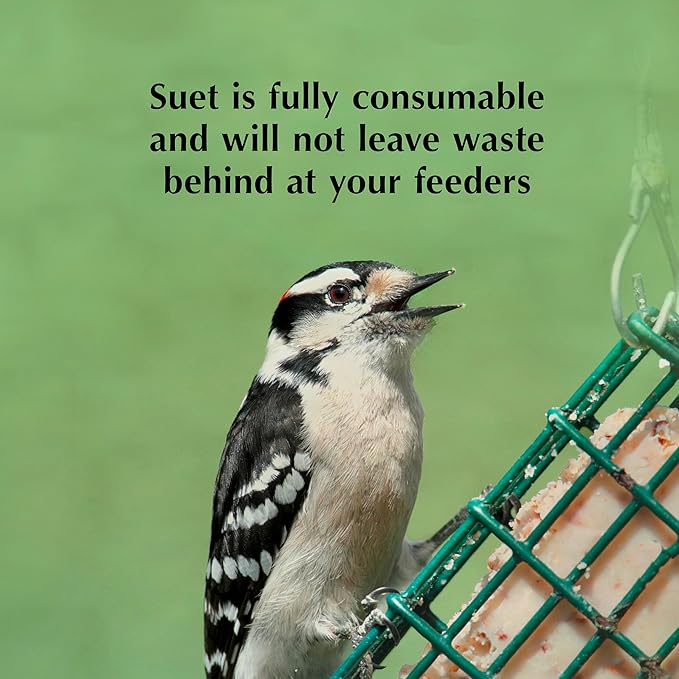 C&amp;S Cranberry Delight No Melt Suet Dough 11.75 Ounces 8 Pack