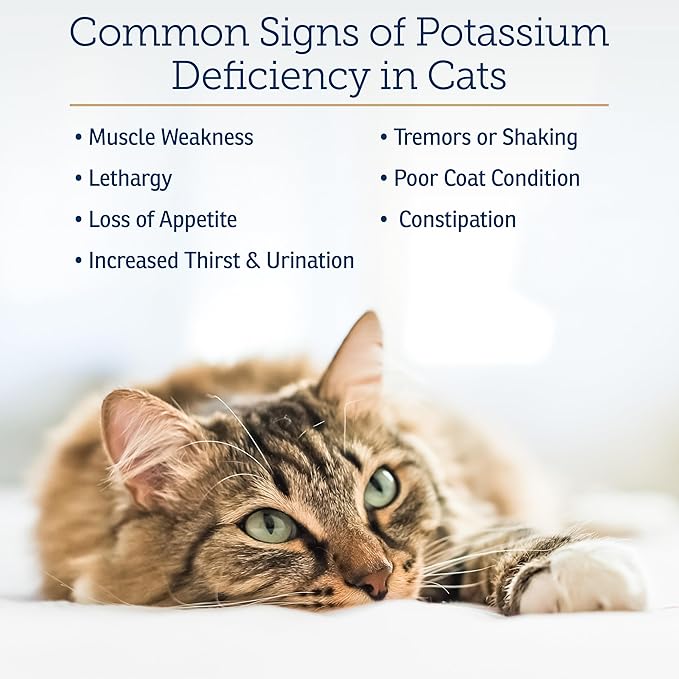 Rx Vitamins Amino B+K - Cat Vitamin B &amp; Potassium Supplement for Cats - with Amino Acids Taurine &amp; Lysine - Aids in Cat Kidney Support &amp; Immune Support for Cats - Liver &amp; Bacon 4oz