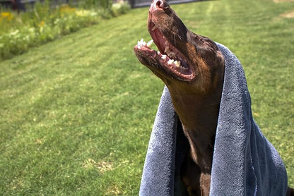 Devil Dog Premium Pet Drying Towel, Ultra-Soft, Highly Absorbent Microfiber Bath Towel for Dogs, Cats, and Other Animals - Gray, Large 24" x 35" 1200GSM 80% 20% Blend