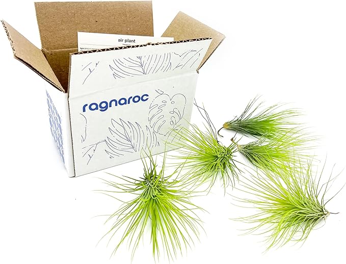 Air Plants - Tillandsia Andreana, Large 4-6" - 5ct - Live Arrival Gauranteed - House Plants for Home Decor &amp; Gift