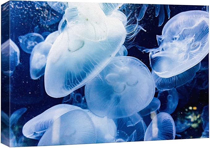 wall26 Canvas Print Wall Art Translucent X-Ray Tropical Ocean Jellyfish Nature Animals Photography Realism Rustic Scenic Landscape Wilderness Earth for Living Room, Bedroom, Office - 16"x24"
